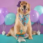 beautiful golden retriver dog with tongue out, bow and bandana, celebrating with dog birthday cake