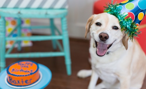 Smiling dog celebrates his birthday