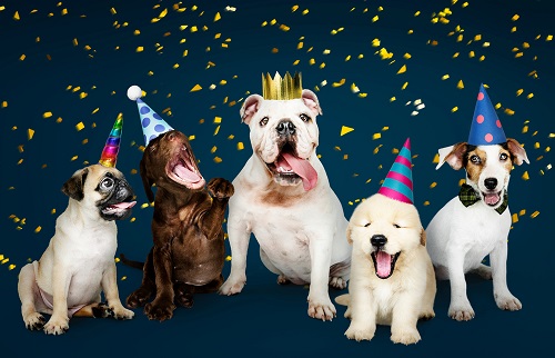 Bunch of puppies celebrating birthday