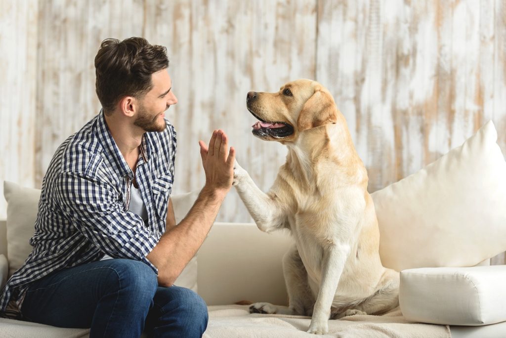 happy guy sitting on a sofa and looking at dog giving him high five