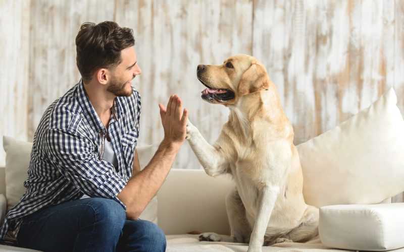 happy guy sitting on a sofa and looking at dog giving him high five