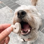 Dog eating heart shaped CBD peanut butter biscuit for dogs