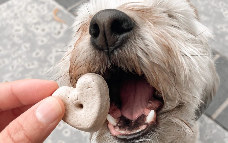 Dog eating heart shaped CBD peanut butter biscuit for dogs