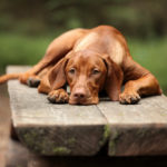 Sad Dog Vizsla lying on bench