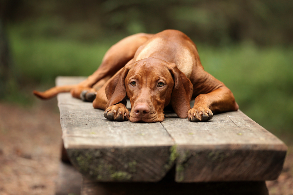 Sad Dog Vizsla lying on bench