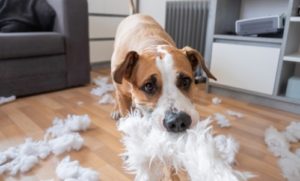 Why Is My Dog Acting Weird? | Canna-Pet