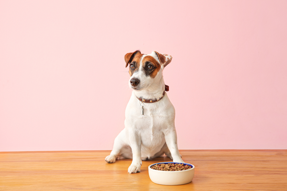 Cute Jack Russell Terrier with dry food in bowl on color background