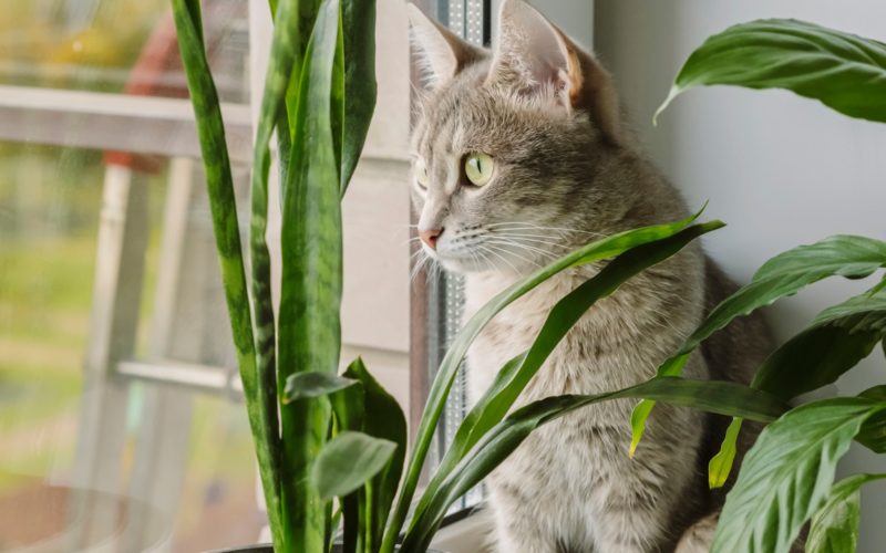 gray striped domestic cat sitting on a window around houseplants