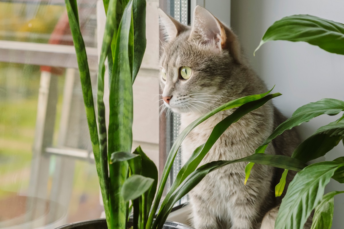 how-long-can-you-leave-a-cat-alone-canna-pet