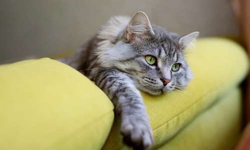 Cute fluffy cat lies on sofa