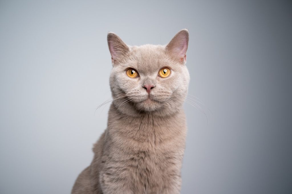 lilac british shorthair kitten looking at camera on gray background