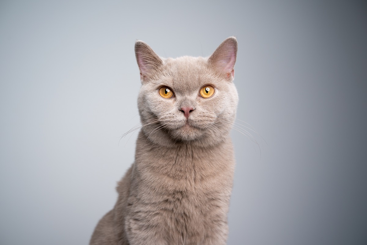 kittens with crusty ears