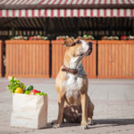 Dog sitting next to grecery bag with veggies