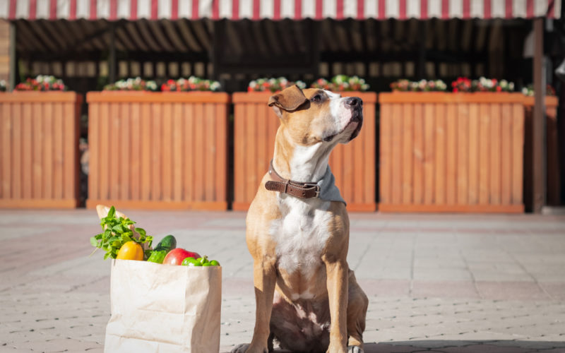 Dog sitting next to grecery bag with veggies