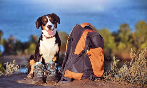 happy dog sitting next to hiking gear