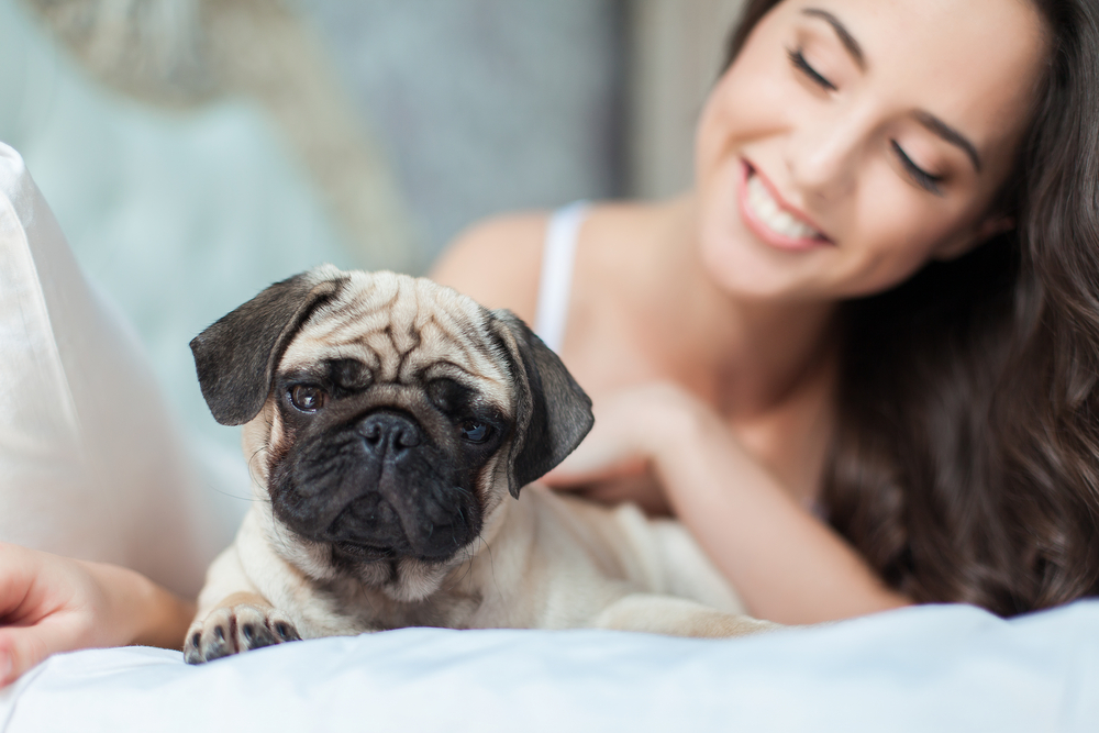 Woman petting pug in bed