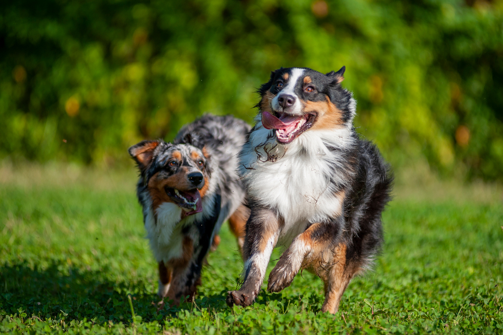 Two dogs running together