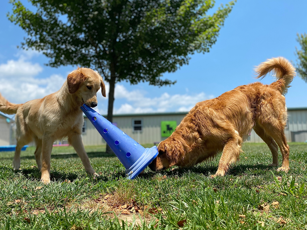 5 Dog Enrichment Ideas to Stay Mentally Active - Canna-Pet®