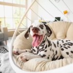 Dalmatian dog in living room