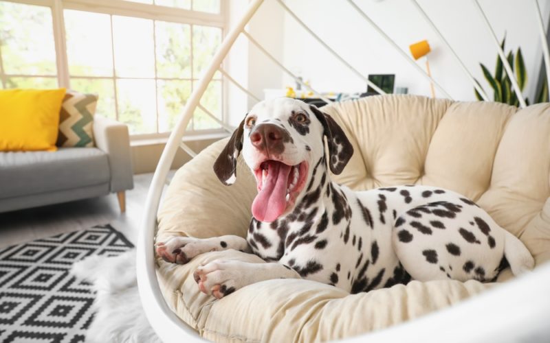 Dalmatian dog in living room