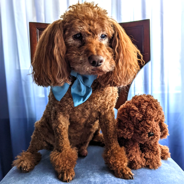 Toy Fox Terrier Temperament, Lifespan, & More CannaPet