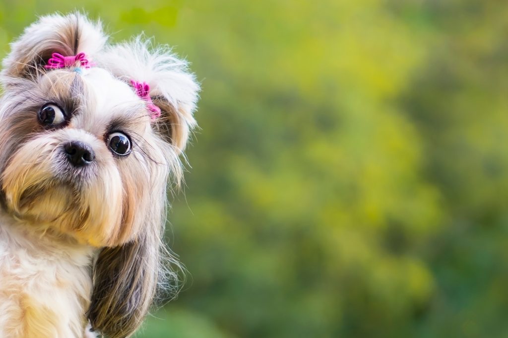 Funny shih-tzu dog peeping