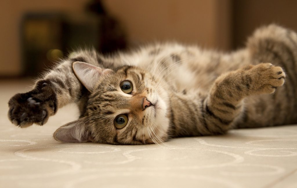 happy cat stretching on the floor