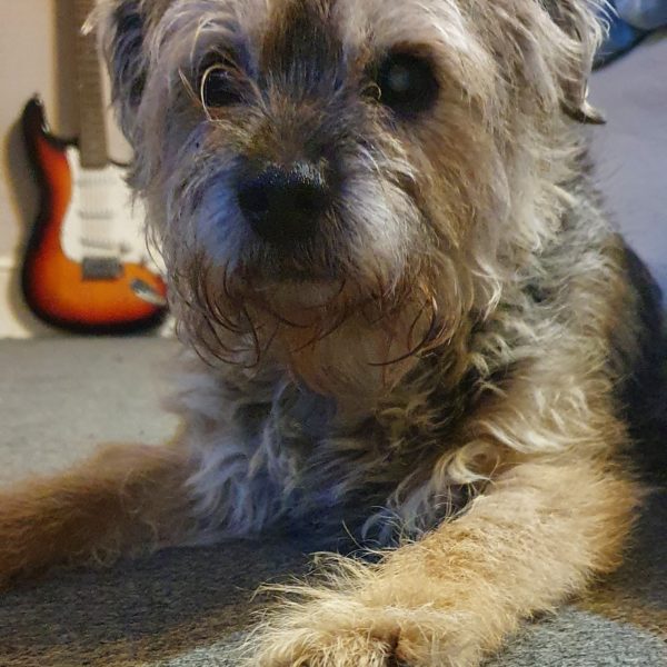 Toy Fox Terrier Temperament, Lifespan, & More CannaPet