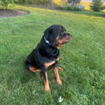 give rottweiler canna-pet CBD skin issues