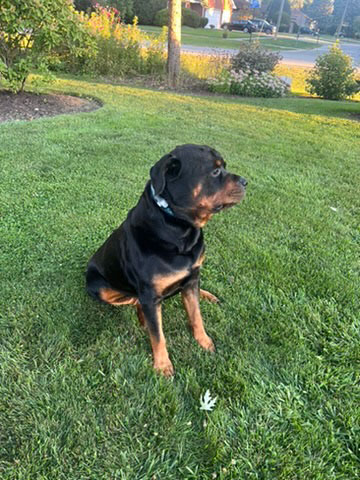 give rottweiler canna-pet CBD skin issues