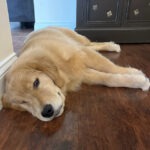 finn cbd dog anxiety